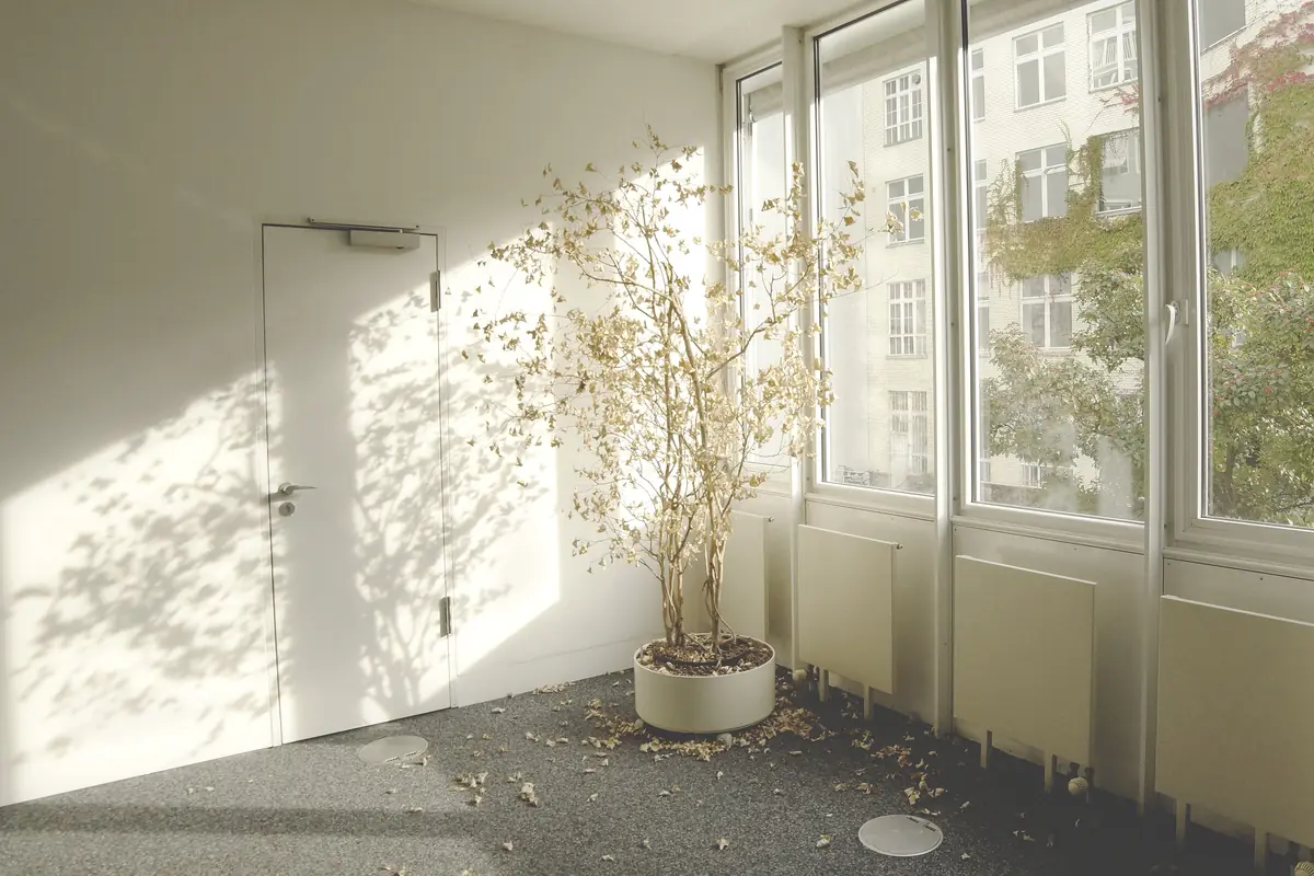 Salle d’attente baignée de lumière avec un arbre en pot